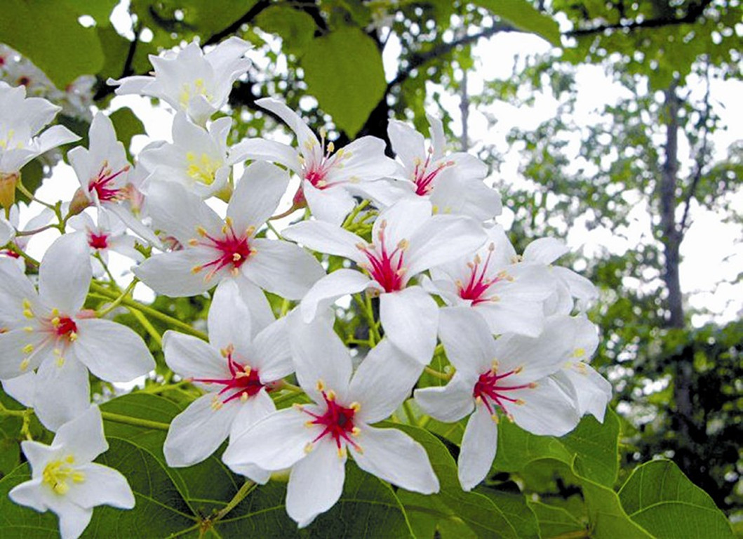 油桐树花开图片,油桐开花时间和方法