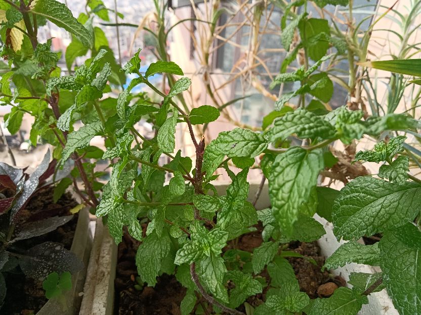 花生与薄荷,薄荷花生