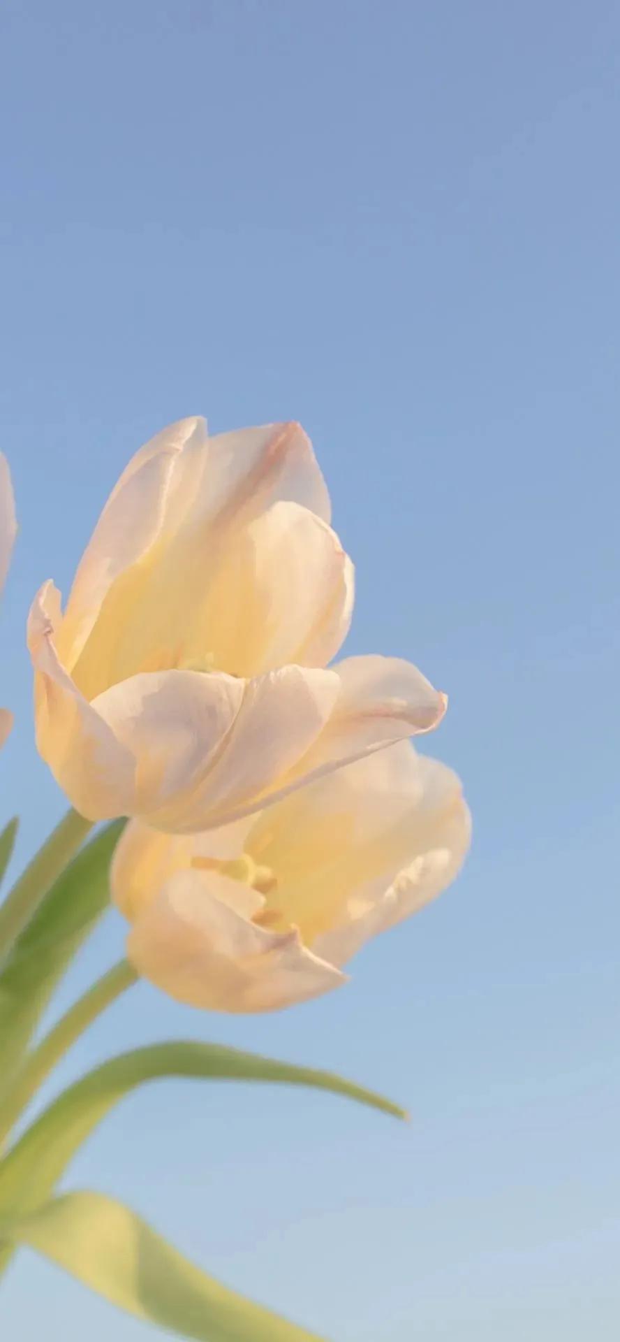 月亮高清壁纸无水印原图,高清壁纸全屏图片大全