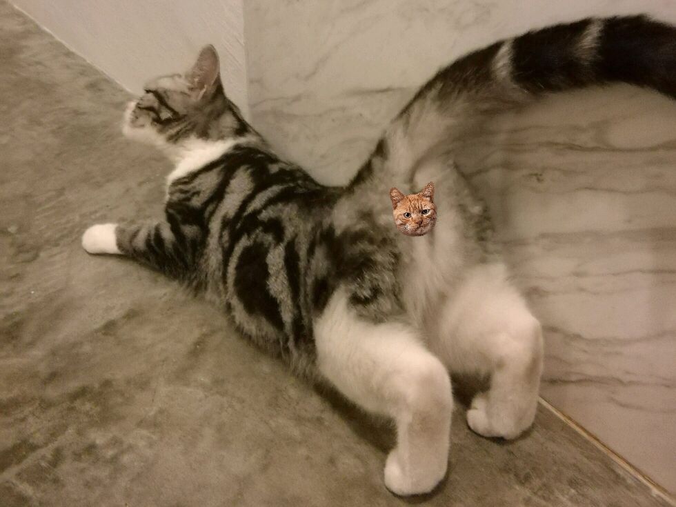 猫交配时,为什么叫声凄惨?公猫为什么要咬母猫的后颈?