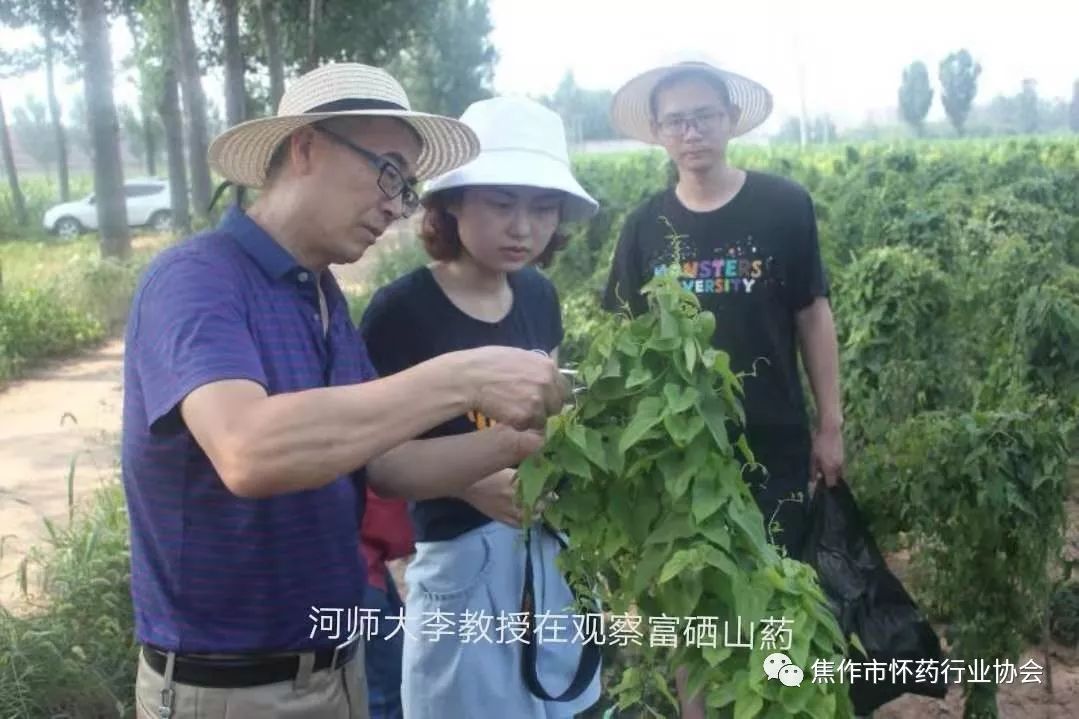山东怀山药片药用价值,不是怀山药有药用价值吗