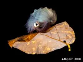 这些猫狗的照片,我也就看了10000多遍!