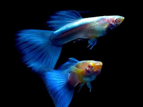 关于孔雀鱼的饲养知识大全,孔雀鱼如何养才能减少死亡率
