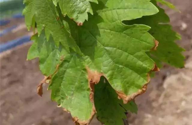 葡萄采摘后叶片快速黄化的办法,葡萄小苗叶片黄化不长怎么回事