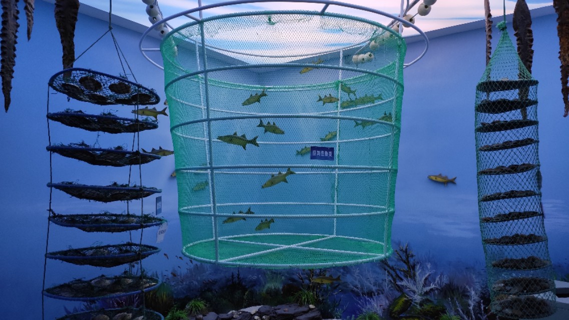 海鲜扇贝可以养活吗,海鲜店扇贝的后期养殖方法