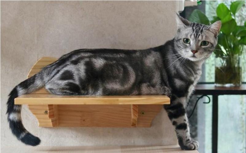 猫咪界中谁的战斗力最强,猫界禁养五虎将