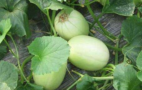 风情万种甜瓜品种大全,风情万种甜瓜品种