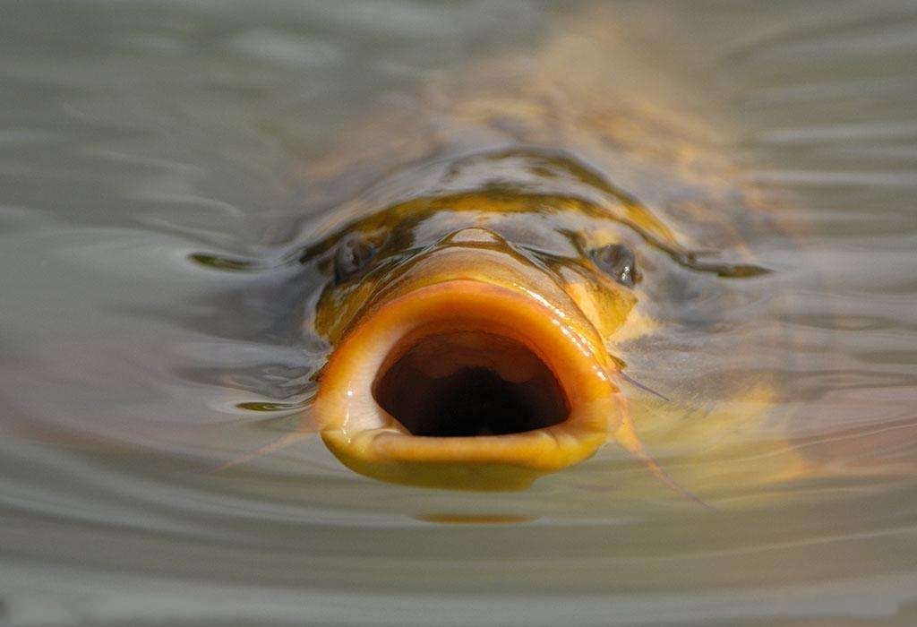 钓鱼钓不到是饵的问题吗,钓鱼饵料如何选择秘制饵料