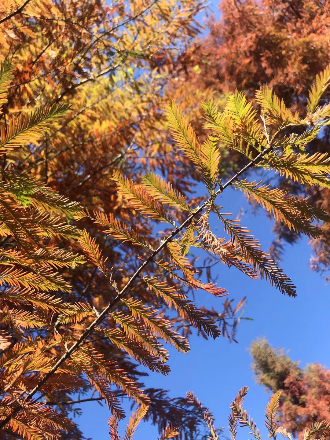 昆明甸尾村的水杉真的太美了,昆明甸尾水杉林网红打卡地