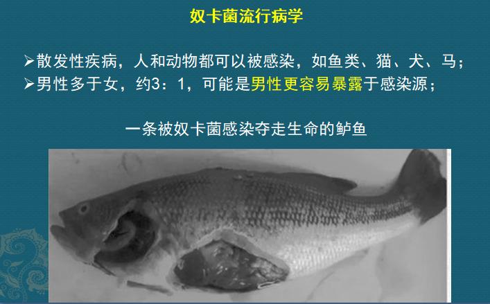 这个细菌提醒你，别买病死的鱼，它是个吃草的细菌，后来学会吃鱼