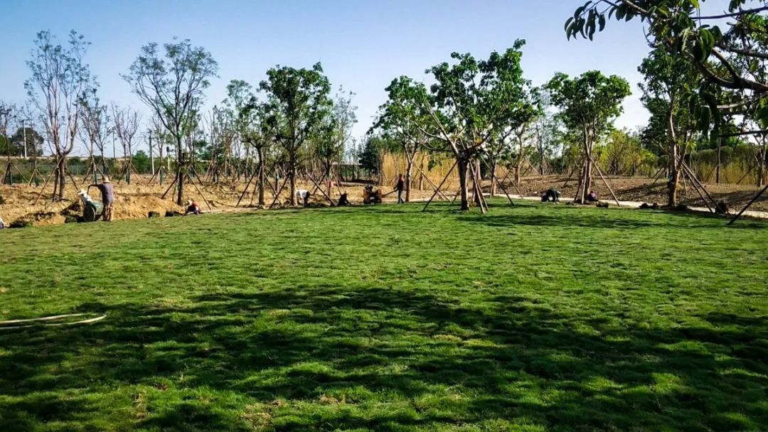 彭山竹韵廊在什么地方,彭山区竹韵廊公园航拍