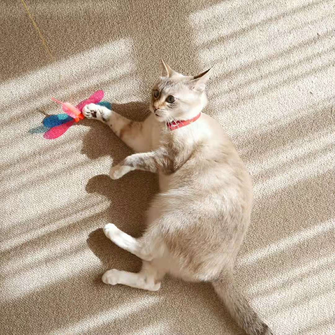 铲屎官无论有多穷，只要在这三方面舍得花钱，猫咪会越来越健康！