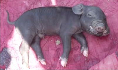 满月宴席小说,知否满月酒