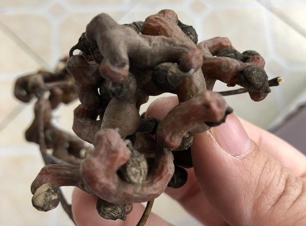 有一种植物长得弯弯曲曲可以解酒,广东酸酸甜甜长相奇怪的植物