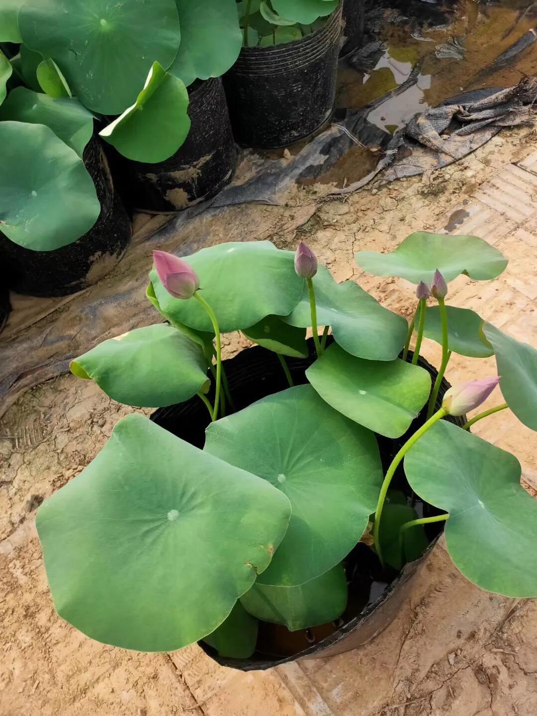 景富花卉苗木基地,培坤绿化苗木