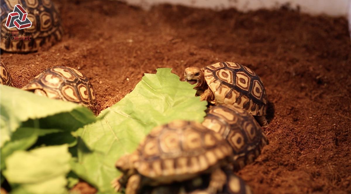 香港养宠物流程,香港养宠物攻略