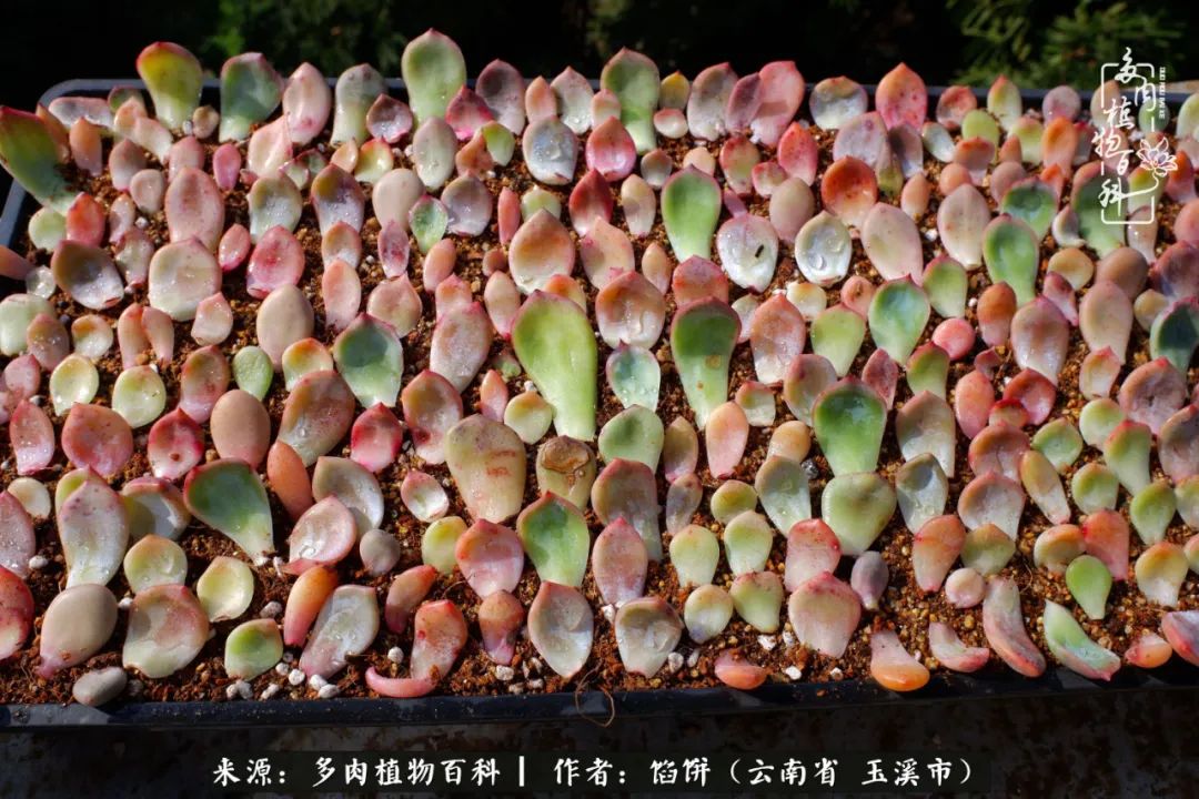 多肉对比图片,多肉对比高清图