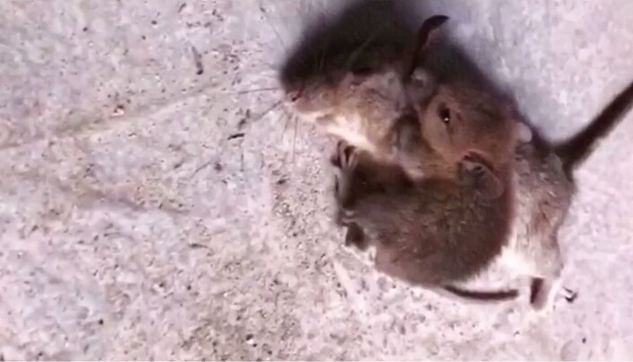 榧犲濡堣浜烘墦姝诲皬鑰侀紶涓嶇涓嶅純,榧犲濡堣浜烘墦姝诲皬鑰侀紶涓嶈偗绂诲紑