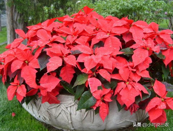 一品红叶子发黄如何正确处理,一品红叶子枯萎是什么原因