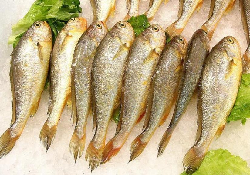 常见的能吃的海鱼大全,市面上经常食用的海鱼有几种