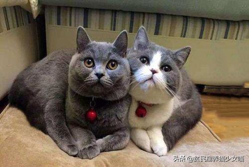 最受欢迎的猫咪品种排行榜,十大最受欢迎的猫咪品种