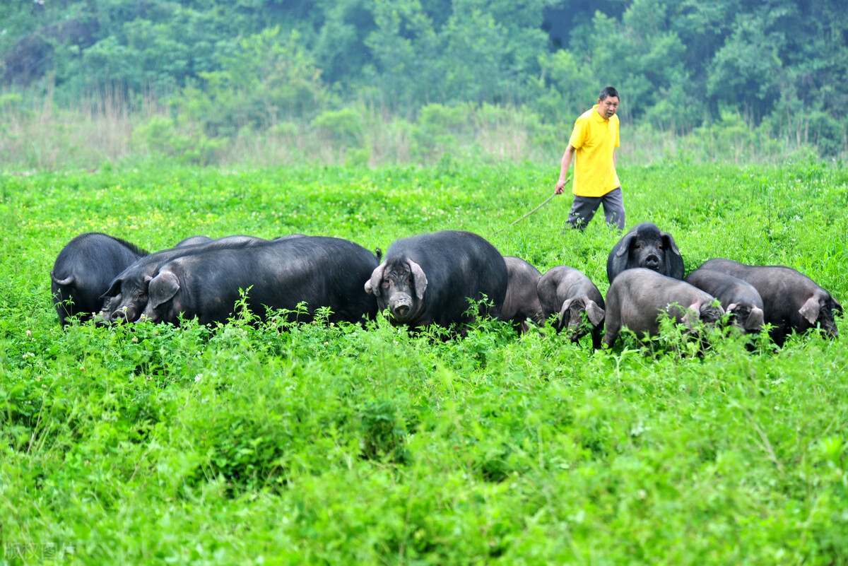 985头美国*猪种**落户四川,天价丹麦猪入境合肥,土猪或将灭绝?