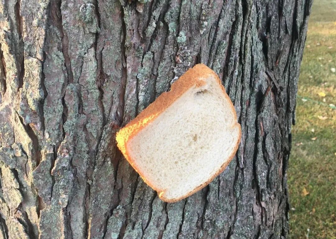 英国谢菲尔德城市的居民们为什么要往树上钉面包呢？