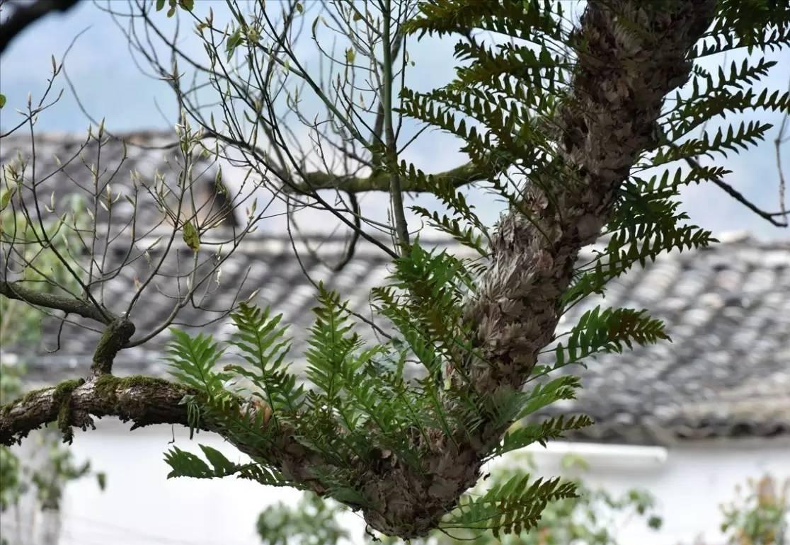 如今不可多得的“崖姜”,曾稀缺也好泛滥也罢,你都该好好认识它