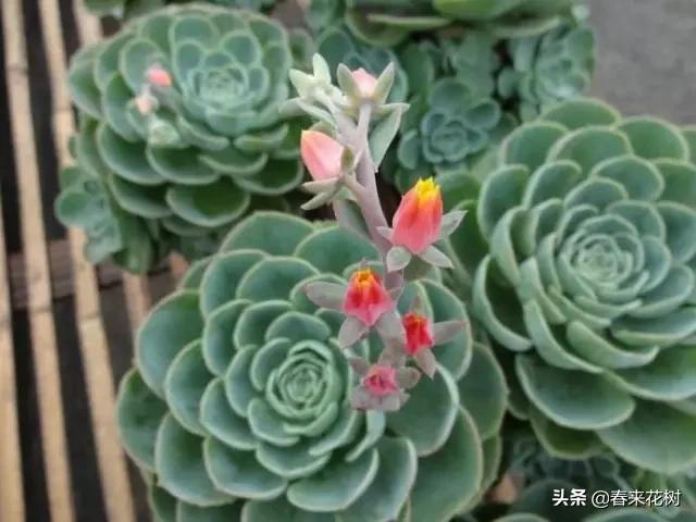 这几种植物越养越值钱,这几种花你养过吗