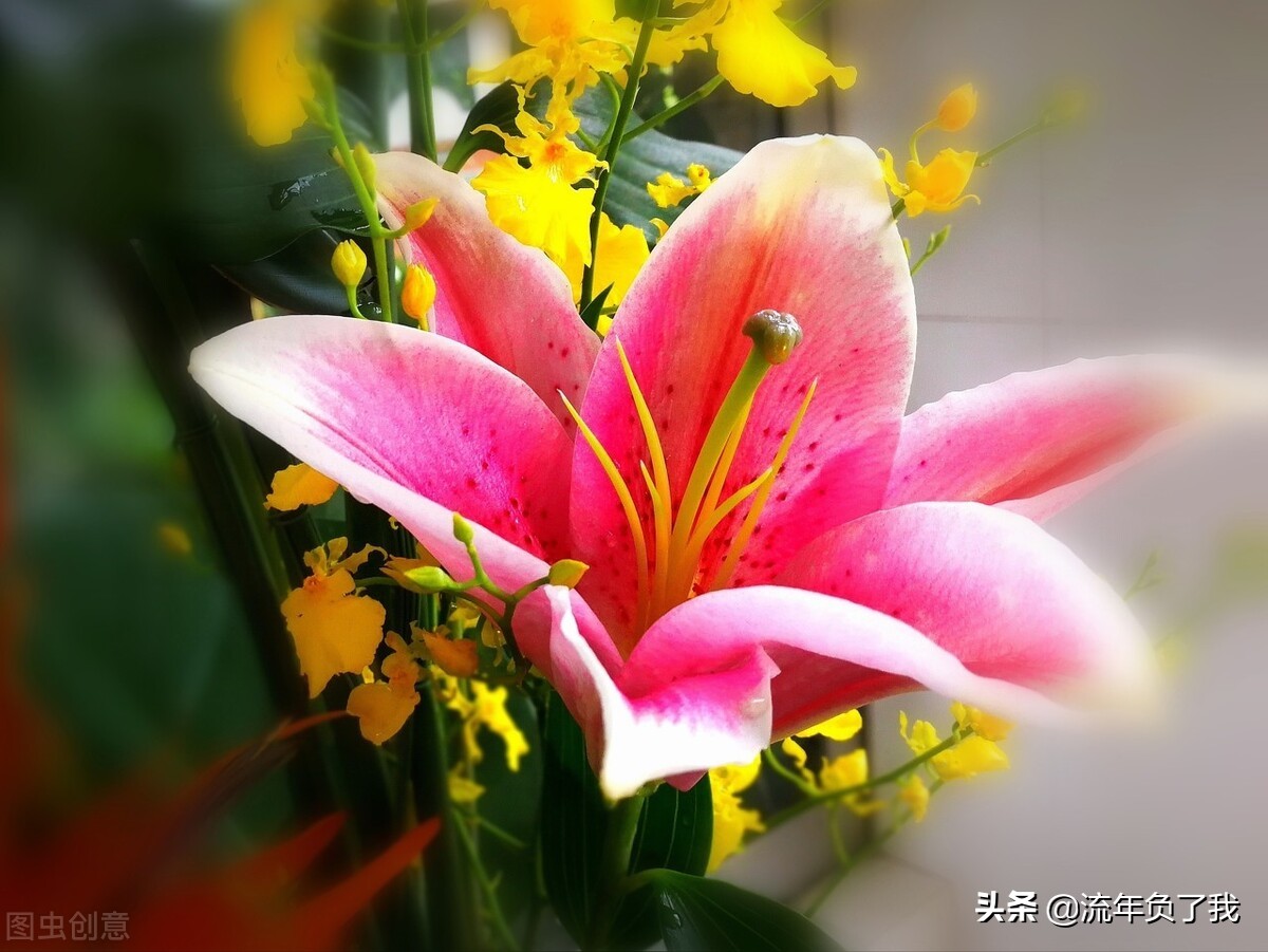 怎么才能做到心无杂念不乱想,怎么做到心无旁骛凡事不计较