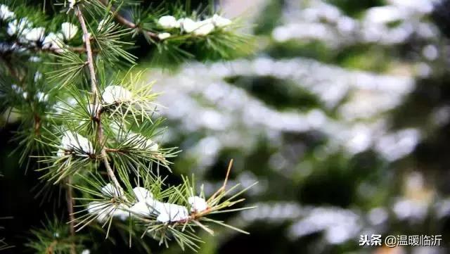 雪后的临沭小城，美得令人窒息