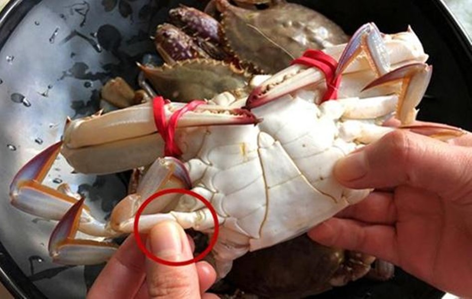 买到这样的梭子蟹千万别吃不新鲜,渔民挑梭子蟹的技巧分享给大家