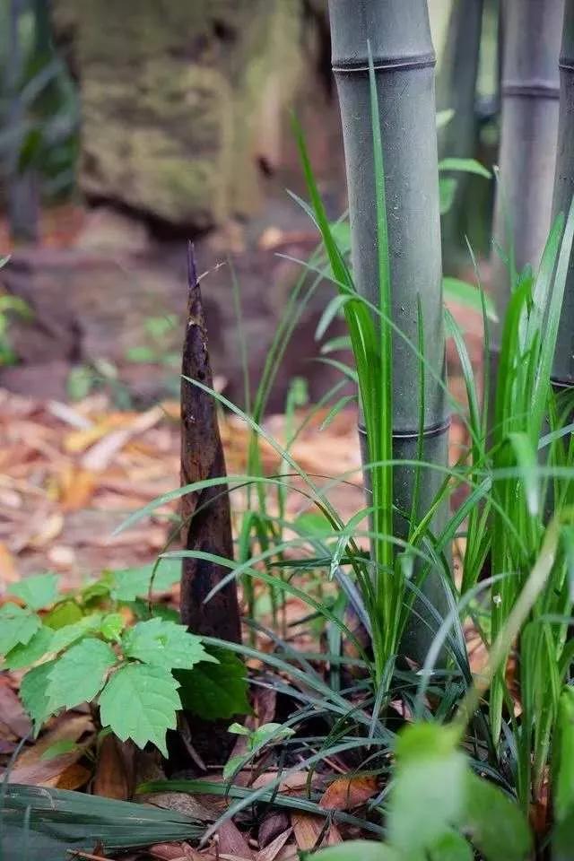 春笋的味道是什么,春笋滋味