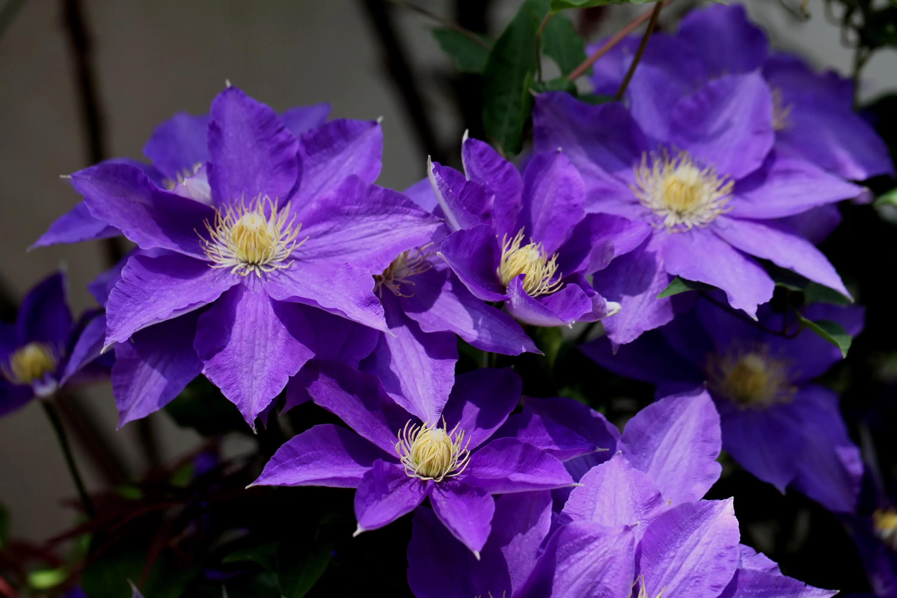 三种最旺家的阳台爬藤花,家里种什么爬藤花好看