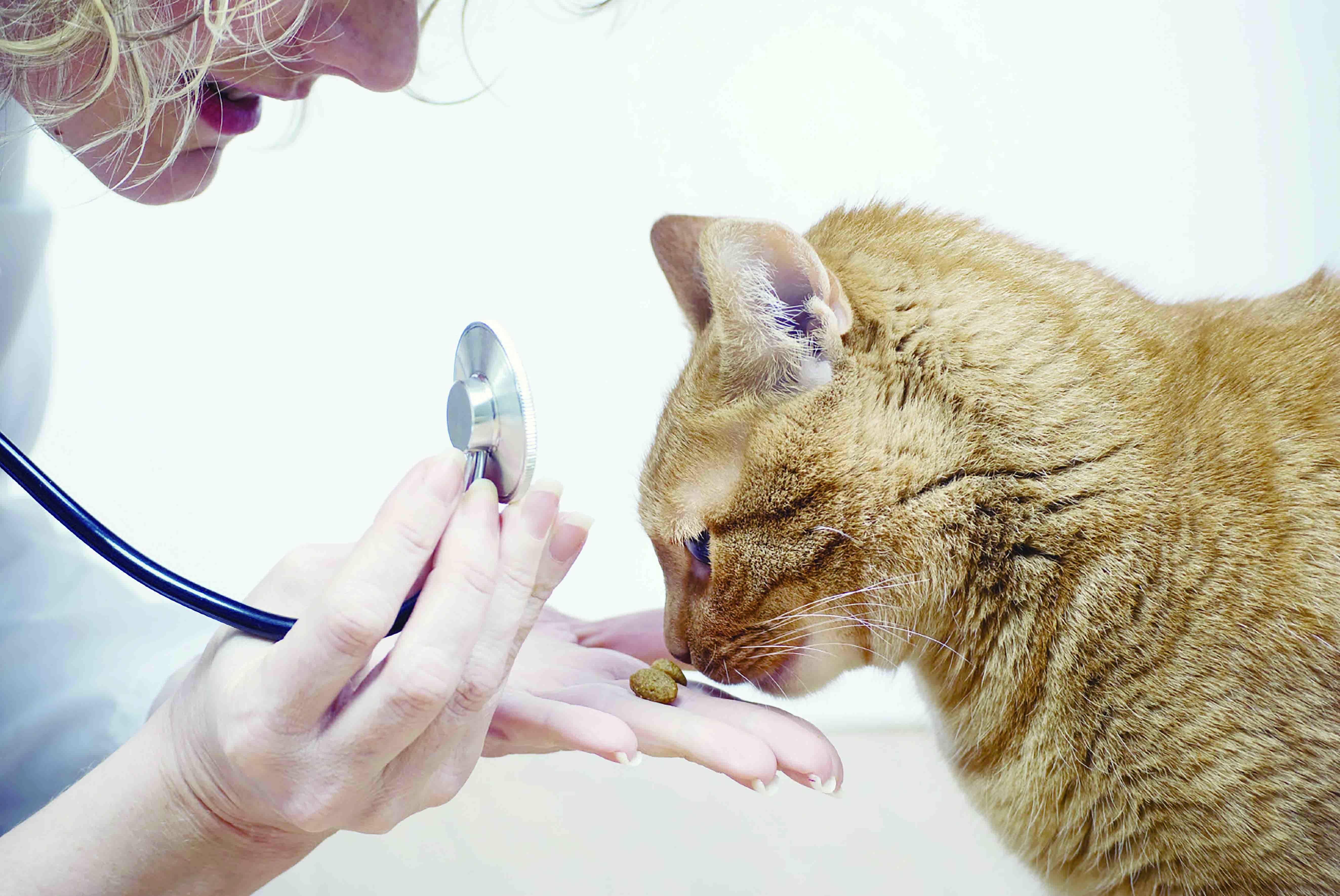 猫咪怎么避免肥厚型心肌病,肥厚型心肌病的猫咪怎么急救