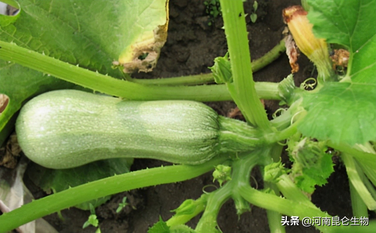 西葫芦整株叶片发黄怎么处理,西葫芦黄叶