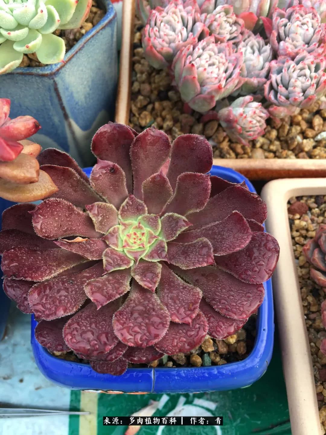 入坑多肉无法自拔,沉迷多肉无法自拔