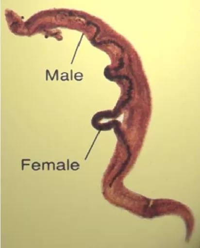 暴雨期间要当心吸虫,暴雨过后要当心血吸虫