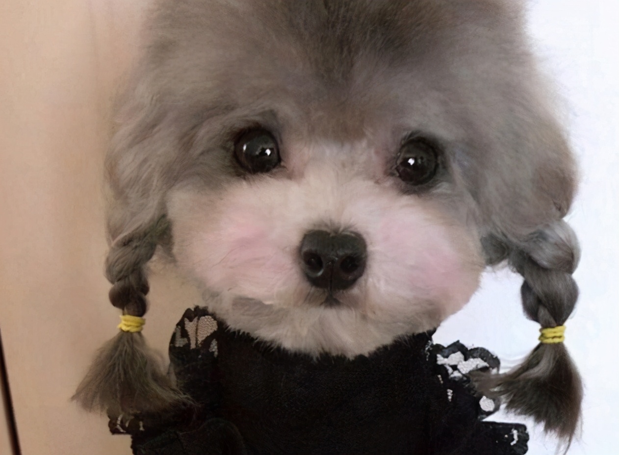 最受欢迎的泰迪熊,最受欢迎的泰迪颜色