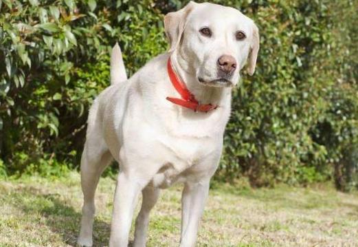 拉布拉多犬怎么养最佳,拉布拉多犬好养吗怎么才能听话