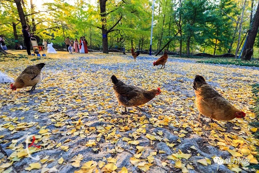 桂林兴安漠川银杏最佳观赏时间,桂林兴安漠川银杏网红打卡地