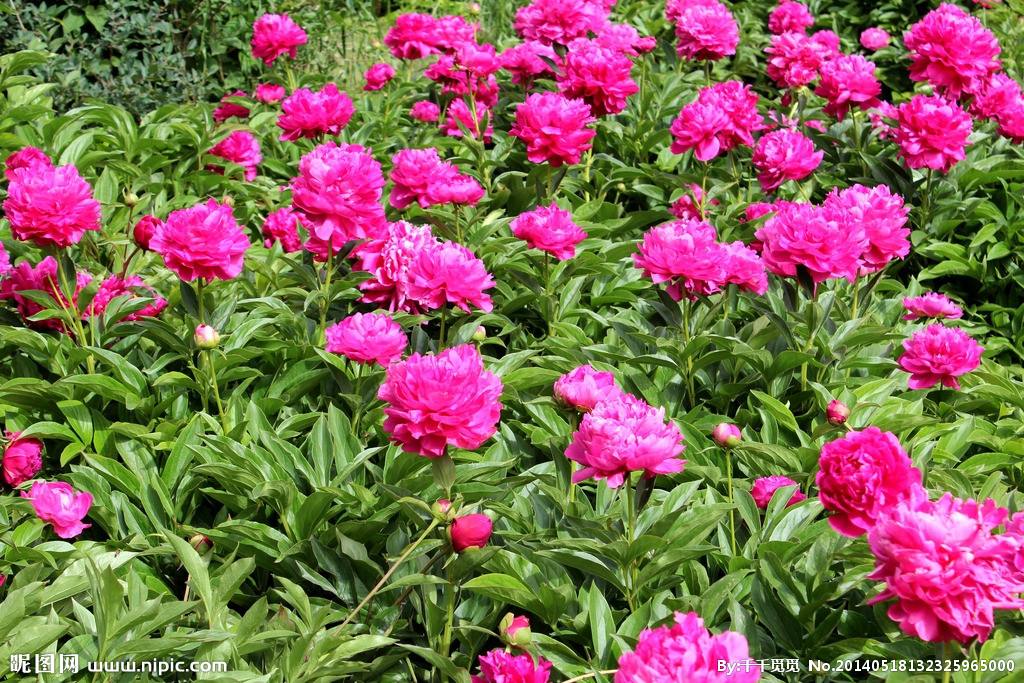 莫道春深百花残芍药花开正芬芳