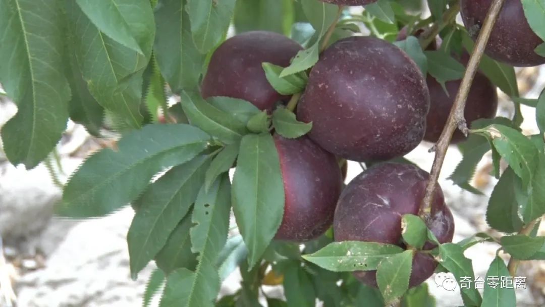 油桃红彤彤农民乐开怀