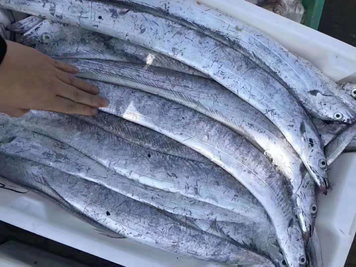 带鱼最好的是什么品种,带鱼你知道怎么挑选吗