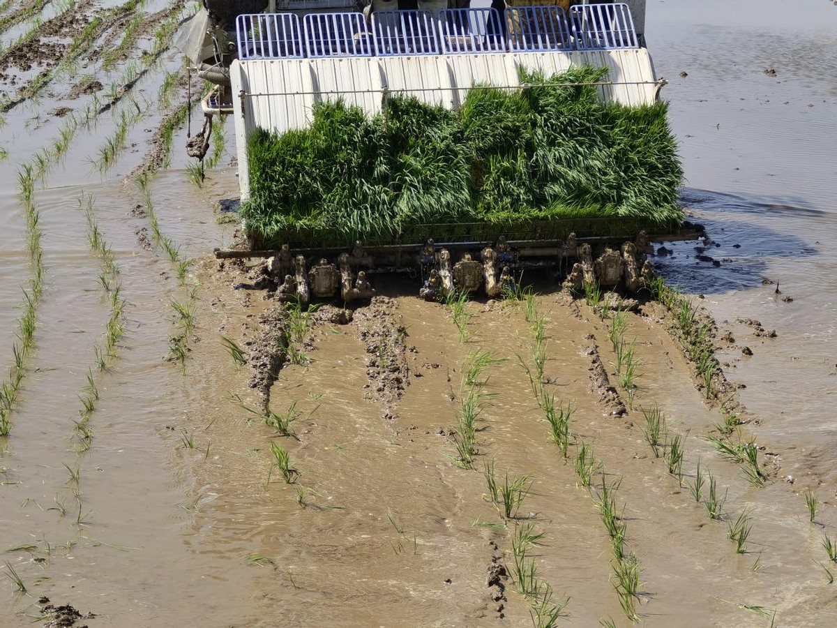 绘就乡村振兴壮美画卷,特色水稻种植绘就乡村振兴画卷