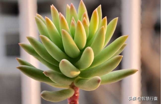 它像个小刺猬，一定会萌到你，并且花语还是积极的、有善意的