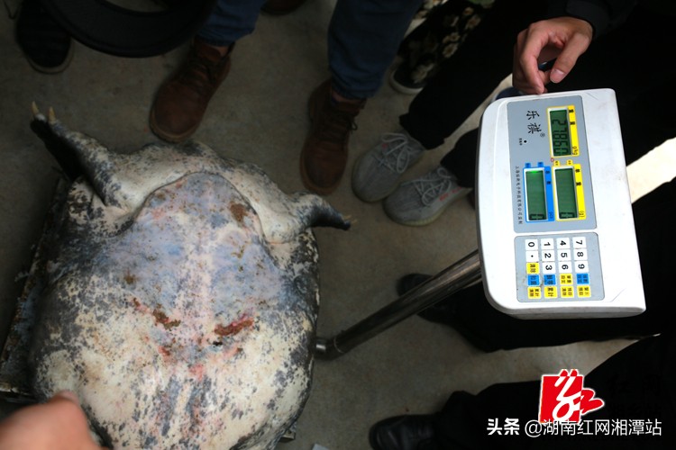 34斤大甲鱼图片,68斤重大甲鱼图片