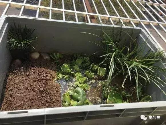 泥水养龟用什么泥好,泥水养龟生态池教程