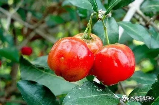 针叶樱桃不是樱桃,针叶樱桃与山樱桃一样吗