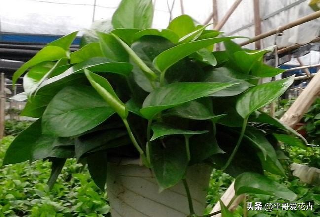 绿萝叶片发黄应该怎么治,绿萝叶片发黄是怎么回事儿